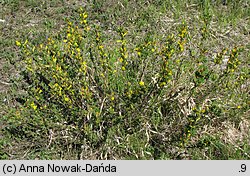 Chamaecytisus ruthenicus (szczodrzeniec ruski)