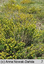 Chamaecytisus ruthenicus (szczodrzeniec ruski)