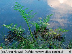 Cicuta virosa (szalej jadowity)