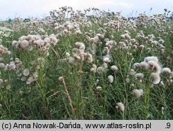 Cirsium arvense (ostrożeń polny)