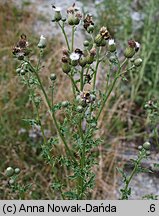 Cirsium arvense (ostrożeń polny)