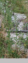 Cirsium arvense (ostrożeń polny)