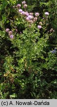 Cirsium arvense (ostrożeń polny)