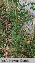 Cirsium arvense (ostrożeń polny)