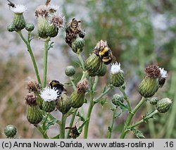 Cirsium arvense (ostrożeń polny)