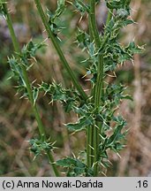 Cirsium arvense (ostrożeń polny)