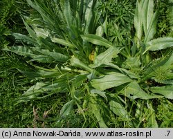 Cirsium canum (ostrożeń siwy)