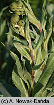 Cirsium canum (ostrożeń siwy)