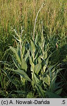 Cirsium canum (ostrożeń siwy)