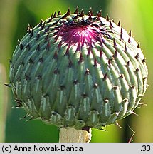 Cirsium canum