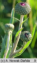 Cirsium canum