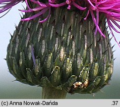 Cirsium canum