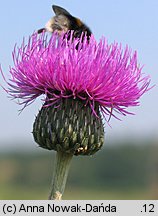 Cirsium canum