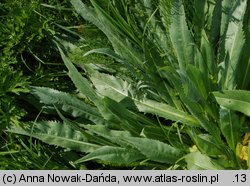 Cirsium canum (ostrożeń siwy)