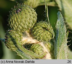 Cirsium canum (ostrożeń siwy)