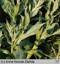 Cirsium canum (ostrożeń siwy)