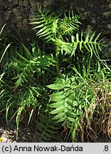 Cirsium erisithales (ostrożeń lepki)