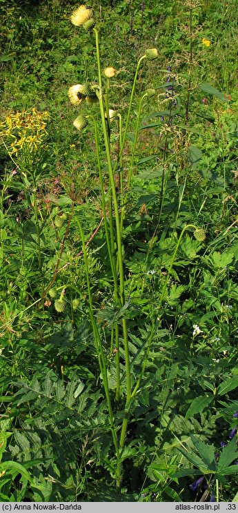 Cirsium erisithales (ostrożeń lepki)