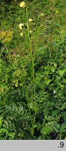 Cirsium erisithales (ostrożeń lepki)