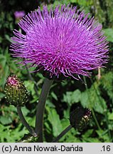 Cirsium helenioides (ostrożeń dwubarwny)