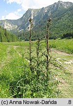 Cirsium palustre