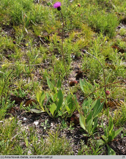 Cirsium pannonicum (ostrożeń pannoński)