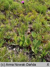 Cirsium pannonicum (ostrożeń pannoński)