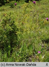 Cirsium pannonicum (ostrożeń pannoński)