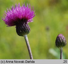 Cirsium pannonicum (ostrożeń pannoński)