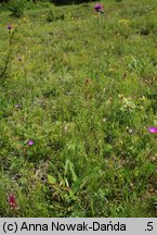 Cirsium pannonicum (ostrożeń pannoński)