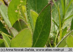 Cirsium pannonicum (ostrożeń pannoński)