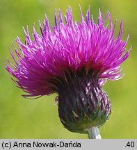 Cirsium pannonicum (ostrożeń pannoński)