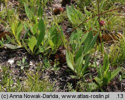 Cirsium pannonicum (ostrożeń pannoński)