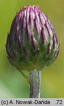 Cirsium pannonicum (ostrożeń pannoński)