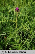 Cirsium rivulare (ostrożeń łąkowy)