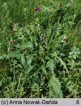 Cirsium rivulare (ostrożeń łąkowy)