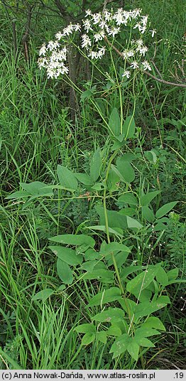 Clematis recta (powojnik prosty)