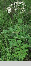 Clematis recta (powojnik prosty)