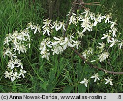 Clematis recta (powojnik prosty)