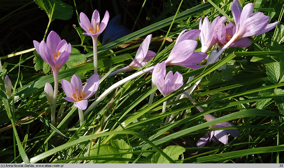 Colchicum autumnale (zimowit jesienny)