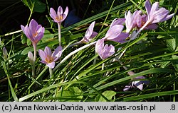 Colchicum autumnale (zimowit jesienny)