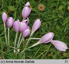 Colchicum autumnale (zimowit jesienny)