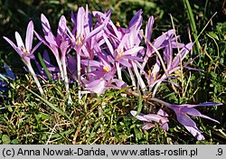 Colchicum autumnale (zimowit jesienny)