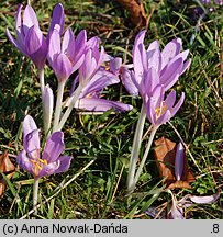 Colchicum autumnale (zimowit jesienny)