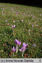 Colchicum autumnale (zimowit jesienny)