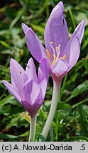 Colchicum autumnale (zimowit jesienny)