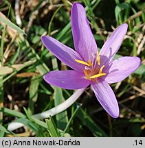 Colchicum autumnale (zimowit jesienny)