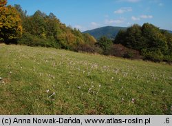 Colchicum autumnale (zimowit jesienny)