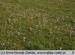 Colchicum autumnale (zimowit jesienny)