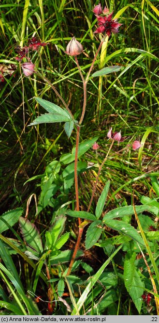 Comarum palustre (siedmiopalecznik błotny)